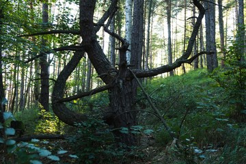 Fototapeta premium Trees in the forest. Slovakia