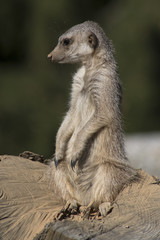 Meerkat keeps watch