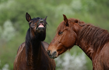 Two muzzles of Brown horses talk to each other on a background of green forest