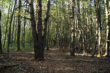 Trees in the forest. Slovakia