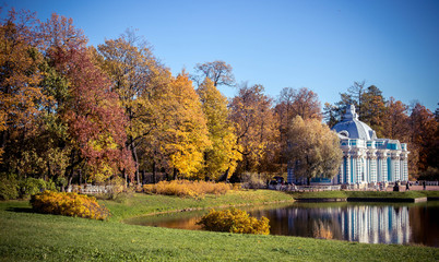 autumn trees and leaves in the park