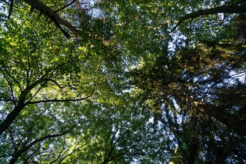 Trees in the forest. Slovakia