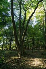 Fototapeta na wymiar Trees in the forest. Slovakia