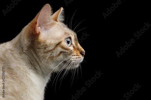 Unduh 9300 Background Blue Eyes Gratis Terbaru