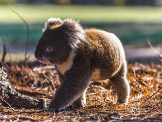 Koala