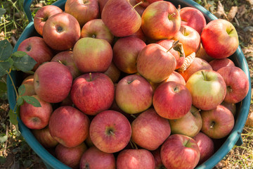 basket with ripe red apples autumn season harvest concept