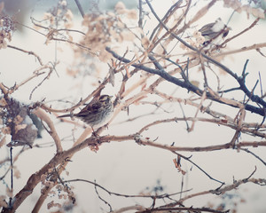 Pretty little bird hiding in a hydrangea bush in the snow for a book cover or a holiday card.