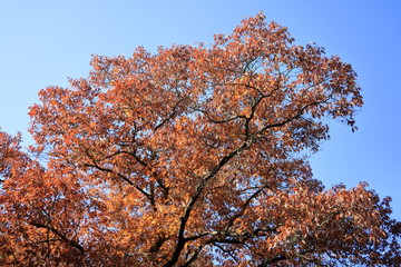 Orange Autumn leaves against the blue sky