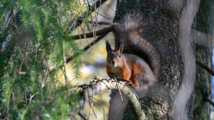 Obraz premium Squirrel climbing on trees.