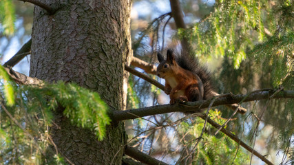 Naklejka premium Squirrel climbing on trees.
