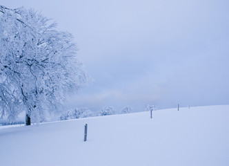 Verschneite Windbuchen auf dem Schauinsland bei Freiburg / Snowy trees on the Schauinsland near Freiburg