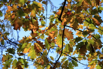 Orange Autumn leaves against the blue sky