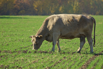 cow in field