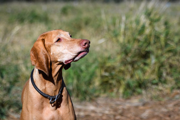 Portrait of energetic Vizsla, sporting dog breed, in off-leash dog park, grass background
