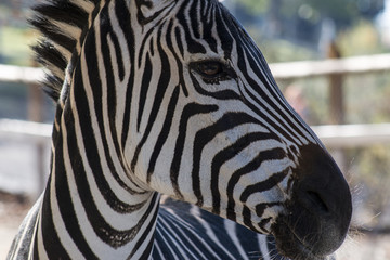 Obraz na płótnie Canvas Close up of a Zebra Head