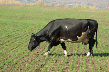 cow in field