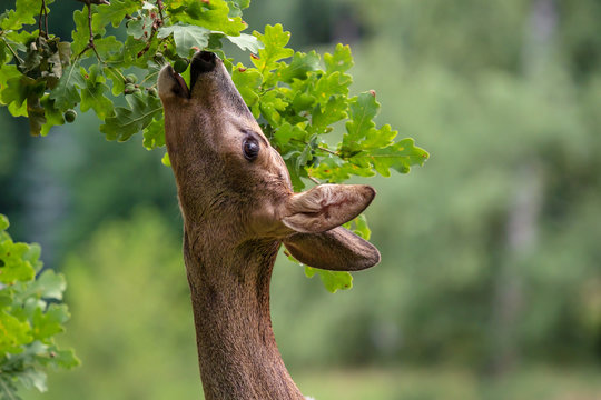 Fototapeta Roe deer eating acorns from the tree, Capreolus capreolus. Wild roe deer in nature.