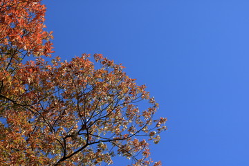 Orange Autumn leaves against the blue sky