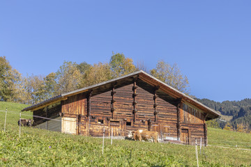 Kuh steht vor einer Scheune in Gsteigwiler in der Schweiz