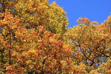Orange Autumn leaves against the blue sky