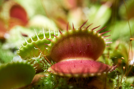 Dionea Muscipola