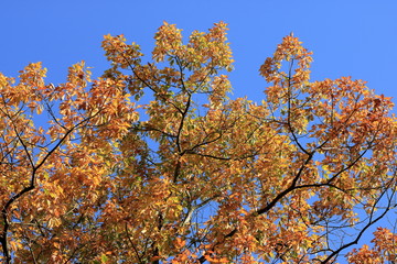 Orange Autumn leaves against the blue sky