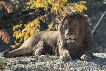 Fototapeta na wymiar Relaxing lion