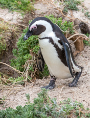 Obraz premium South Africa Birds