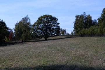 Herbstliches Motiv Baum Eiche