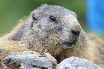 Murmeltier