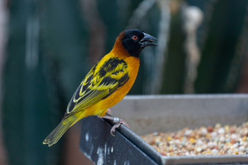 Yellow black bird sitting on a ledge eating grains of corn