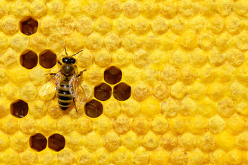 Bee on a cell with larvae. Bees Broods. Concept of beekeeping.