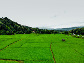 Fototapeta na wymiar Beautiful Terraced rice field in harvest