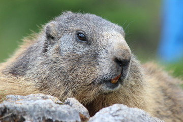 Marmot 