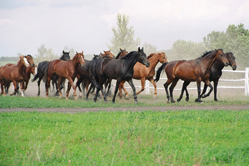 Obraz premium The herd of running horses