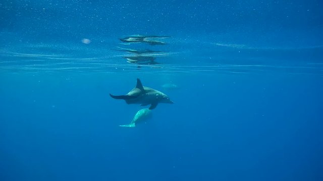 A pod of Bottlenose dolphins accompany Sea Cow in the blue water - free animals in th ocean