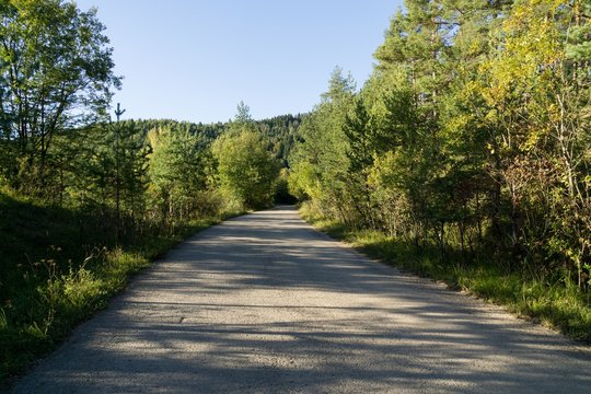 Magic trees and paths in the forest and on meadow. Slovakia