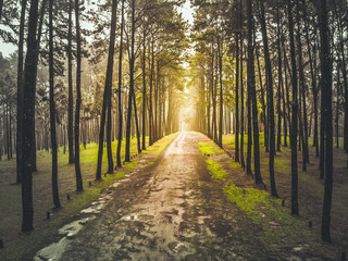 Sunset of pine forest with tall trees and green grass, Warm Tone