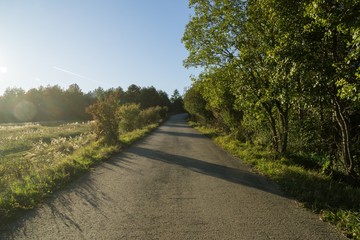 Fototapeta premium Magic trees and paths in the forest and on meadow. Slovakia