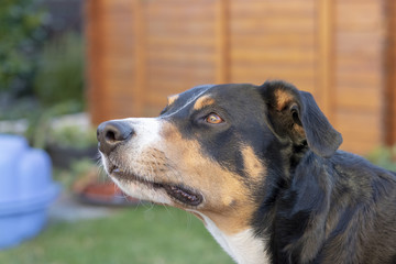 Appenzeller Sennenhund, Hund blickt nach oben 