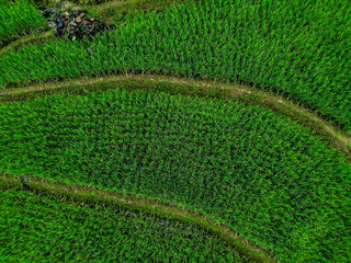 Top View Terraced rice field in harvest