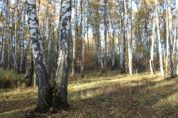 forest in autumn