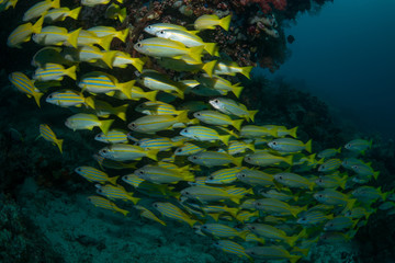 Fototapeta na wymiar School of yellow fish swimming through coral reef in the Raja Ampat area in Indonesia.
