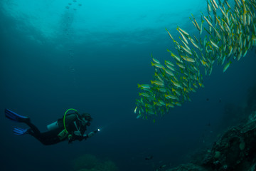 Naklejka na ściany i meble Diver shining a torch at a school of colorful tropical fish. Photographed in Raja Ampat, Indonesia.