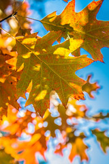 The red oak (Quercus rubra)