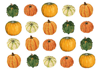 Selection of pumpkins, gourds and squashes