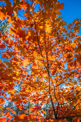 The red oak (Quercus rubra)