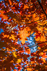 The red oak (Quercus rubra)