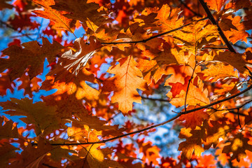 The red oak (Quercus rubra)