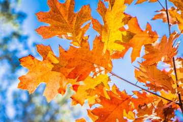 The red oak (Quercus rubra)